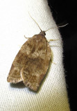 Choristoneura conflictana - 3637 - Large Aspen Tortrix