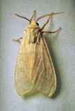 Halysidota tessellaris - 8203 - Banded Tussock Moth