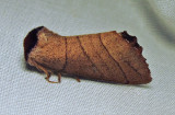 Datana ministra - 7902 - Yellow-necked Caterpillar Moth