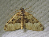 Epirrhoe alternata - 7394E - White-banded Toothed Carpet