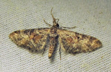 Eupithecia anticaria - 7594 B