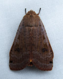 Noctua pronuba - 11003.1 - Large Yellow Underwing