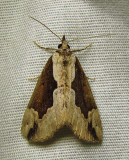 Hypena baltimoralis - 8442 - Baltimore Bomolocha