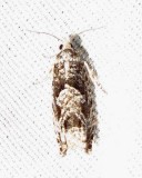 Pseudexentera spoliana - 3251 -  Bare-patched Oak Leafroller Moth