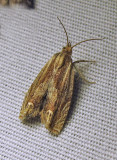 Phaneta formosana - 2916 - Beautiful Phaneta Moth