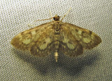 Phlyctaenia coronata - 4953 - Crowned Phlyctaenia