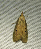 Aphomia sociella - 5629 - Bee Moth
