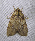 Morrisonia latex - 10291 -Fluid Arches moth- view 1