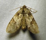 Morrisonia latex - 10291 -Fluid Arches moth - view 2