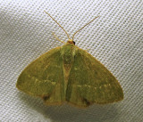 Hethemia pistasciaria - 7084 - Pistachio Emerald