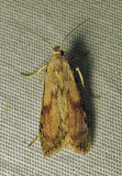 Aphomia sociella - 5629 - Bee Moth