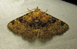 Metalectra quadrisignata - 8500 - Four-spotted Fungus moth