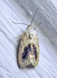 Ponometia erastrioides - 9095 - Small Bird Dropping Moth