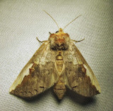 Symmerista albifrons - 7951 - White-headed Prominent (worn specimen)