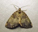 Hydriomena renunciata - 7236 - Renounced Hydriomena