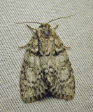 Acronicta retardata - 9251 - Retarded Dagger Moth