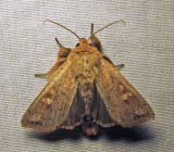 Leucania pseudargyria - 10462 - False Wainscot
