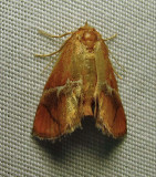 Lithacodes fasciola - 4665 - Yellow-shouldered Slug moth