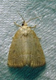 moth-21-06-2010-224.jpg