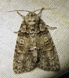 moth-29-06-2010-108.jpg