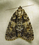 moth-29-06-2010-112.jpg