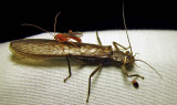Stonefly with ichneumon on its back