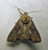 Lateroligia ophiogramma - 9385.1 (worn)