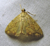 Evergestis pallidata - 4897 - Purple-backed Cabbageworm Moth