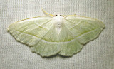 Campaea perlata - 6796 - Pale Beauty Moth