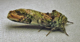 Schizura unicornis - 8007 - Unicorn Caterpillar Moth