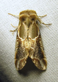 Habrosyne scripta - 6235 - Lettered Habrosyne Moth - view 1