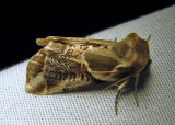 Habrosyne scripta - 6235 - Lettered Habrosyne Moth - view 2