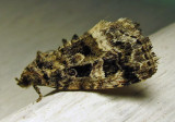 Protodeltote muscosula – 9047 – Large Mossy Lithacodia Moth 