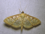 moth-07-07-2010-206.jpg