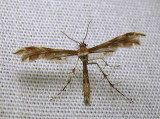 moth-08-07-2010-302.jpg