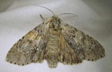 moth-08-07-2010-303.jpg