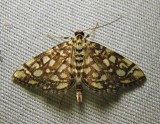 Lygropia rivulalis - 5250 - Bog Lygropia Moth