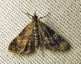 moth-08-07-2010-226.jpg