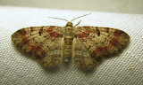 Eupithecia johnstoni (?) - 7570E