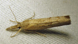 moth-07-07-2010-4.jpg
