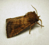 moth-12-07-2010-1000.jpg