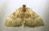 moth-16-07-2010-3001.jpg
