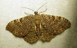 Rheumaptera prunivorata - 7292