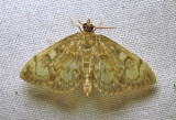 moth-16-07-2010-3005.jpg