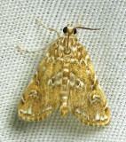 Elophila gyralis - 4751 - Waterlily Borer Moth (?)