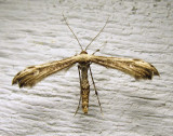 moth-12-07-2010-7.jpg