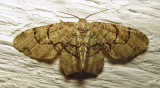 Callizzia amorata - 7650 - Gray Scoopwing