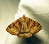 moth-24-07-2010-1111.jpg