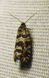 Taniva albolineana - 2745 - Spruce Needleminer