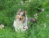 sage-in-yard-09-08-2010.jpg